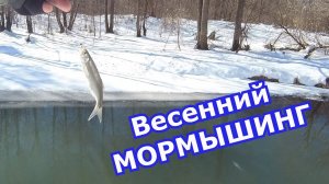 МОРМЫШИНГ. Сравниваем Fish Season Fario NT Morm.S 1.80m/0.5-2gr. 2019 VS 2021