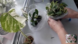 КОМНАТНЫЕ ЦВЕТЫ.УКОРЕНЕНИЕ ЧЕРЕНКОВ МОНСТЕРЫ АЛЬБА.УКОРЕНЕНИЕ ЧЕРЕНКОВ ФИКУСОВ.