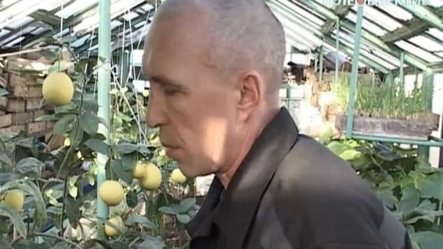 Лимонарий в саратовской колонии смотреть онлайн