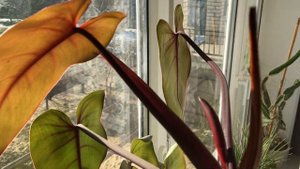 Начало цветения филодендрона краснеющего.