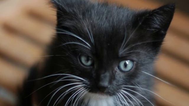 Котенок Матильда. Аудио рассказ для самого умного возраста (3+) смотреть онлайн