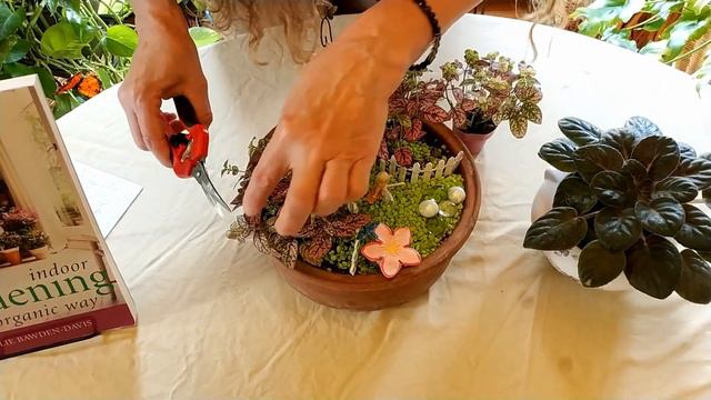 How to Pinch Houseplants to Make them Bushy