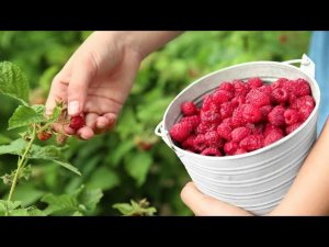 Подкормка МАЛИНЫ на ВЗРЫВНОЙ УРОЖАЙ. Бесплатно и просто, очень эффективно.