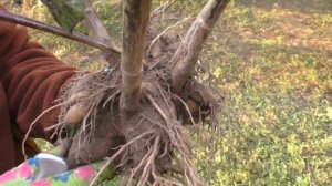 ГЕОРГИНЫ. Что ДЕЛАТЬ Перед ЗИМОВКОЙ. Мои цветы. Мой опыт.