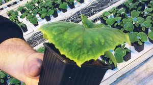 РАССАДА ОГУРЦОВ. ПОЧЕМУ У ОГУРЦОВ ЖЕЛТЕЮТ ЛИСТЬЯ. ЭНЦИКЛОПЕДИЯ ДАЧНИКА