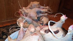 100 цыплят в одном помещении / Чеснок цыплятам / убрали бройлеров, вес тушки бройлера