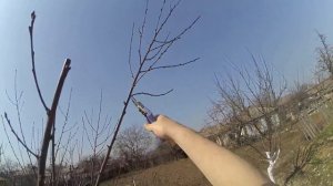 Обрезка персика весной
