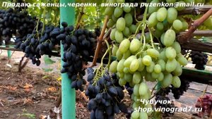 Виноград ВАЛЕНТИНА - серия сортов для хранения- мускат, крупные грозди и ягоды, устойчив, красив!