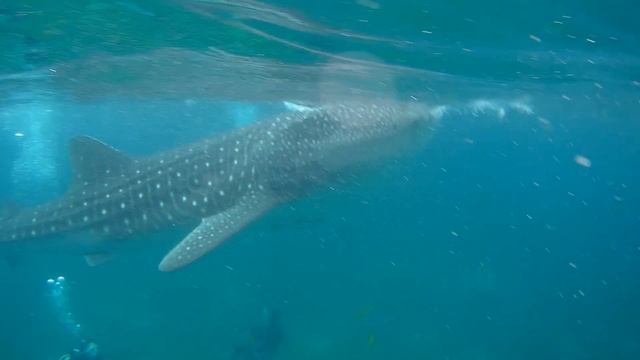 Китовые акулы в Ослобе, Себу, Филиппины (Whale sharks watching, Oslob, Cebu, Philippines) смотреть онлайн