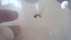 Паук против муравья или муравей против паука.