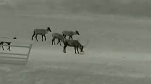 Xeye E3 max V2.0 pozorování vysoké zvěře na 100 m