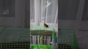 Гибрид Чижа и Канарейки.
