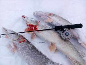 Результативная ловля щуки на балансир