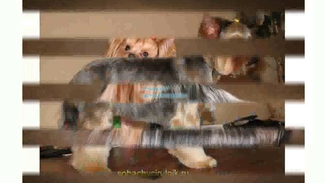 Прически Йорка смотреть онлайн