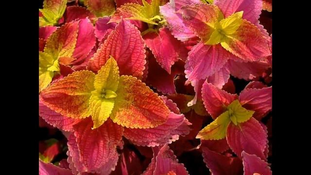 посев семян бархатцев на рассаду смотреть онлайн