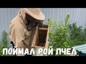Пчеловодство/Поймал рой пчёл на ловушку
