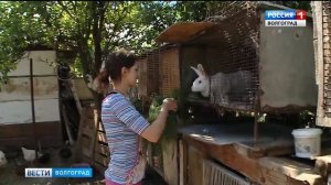Волгоградцы организовывают подсобное хозяйство на дачных участках