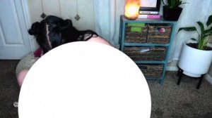 big fat girl cough on huge bong hits