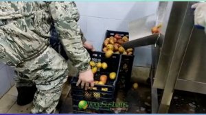 Моечная машина с мягкими щетками для деликатной мойки овощей Vega MMF 1800