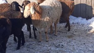 Переярка и годовалые ярки от Гиссарского барана и Эдильбаевских маток
