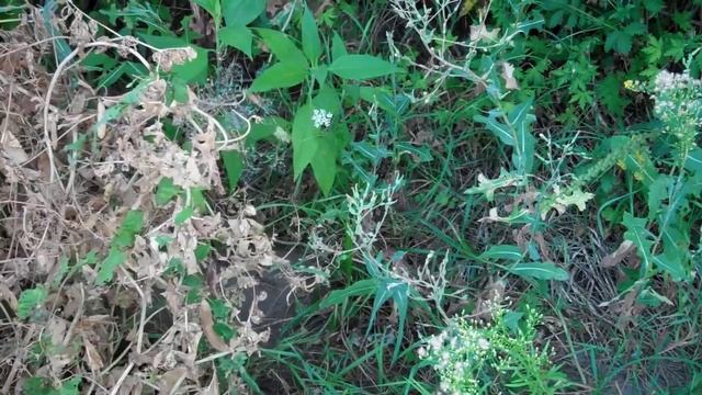 Горох - замкнутый цикл выращивания смотреть онлайн