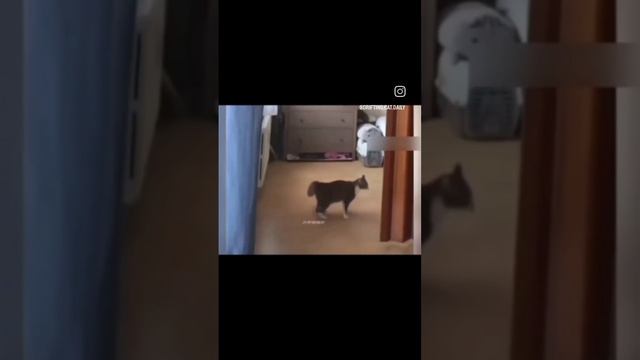 кот научил дрифтить хозяйку