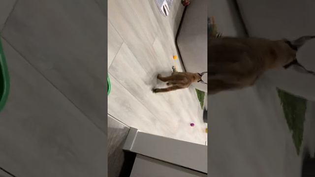 Каракал Аляска активно играет и рычит :) / Baby floppa actively playing and growling смотреть онлайн