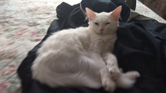 ? Очень интересно! Животные и сон в одежде - созданы друг для друга!!! смотреть онлайн