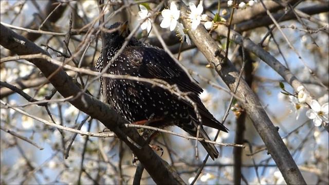Город Майкоп , городской парк (зима . весна - флора и фауна парка города Майкоп) смотреть онлайн