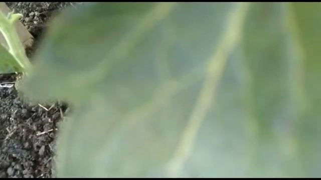 Первая подкормка томатов!! Когда и чем?? смотреть онлайн