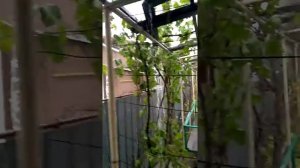 Кирпичи из глины и соломы(5)