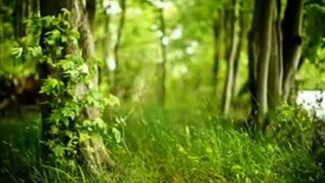 Звездный гимн смотреть онлайн