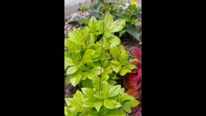 ТАЛИНУМ  (TALINUM)  сем. Портулаковые