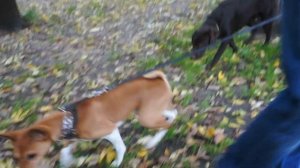 Сиба-ину. На прогулке.