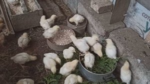 Выращивание бройлеров. Кормление цыплят. Куры бройлеры несушки едят крапиву, творог. Семья в деревн