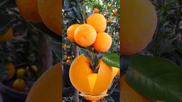 orange split fruit. pls click the subscribe.