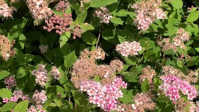 Spiraea japonica | Japanese meadowsweet | Japanese spiraea