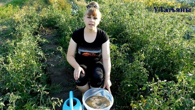 ТОМАТЫ /помидоры/ в ОТКРЫТОМ ГРУНТЕ. Как вырастить томаты на огороде. Подкормка /удобрение/ томатов