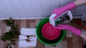 ПЕРЕЦ НА ПОДОКОННИКЕ! ПЕРЕСАДКА, ПОЛИВ, УДОБРЕНИЯ, БОЛЕЗНИ, ЛЕЧЕНИЯ КОМНАТНОГО ПЕРЦА!