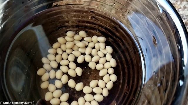 САМКА СНОВА УДИВИЛА. Нерест Фронтозы Блю Заир Моба. смотреть онлайн