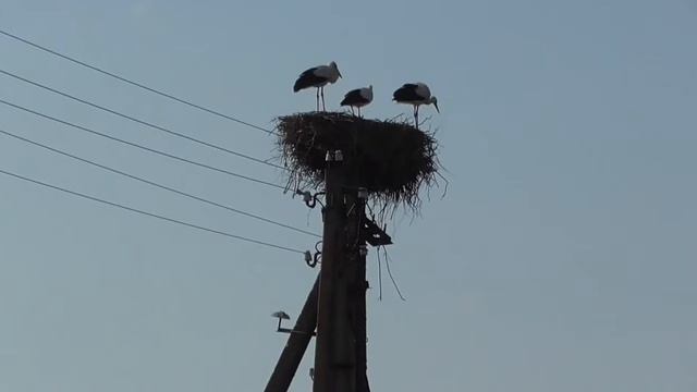 Аисты 2, три бусла, четыре baciany - не их 5 смотреть онлайн