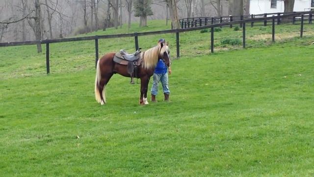 Coach Crum Rocky Mountain Horse for Sale смотреть онлайн