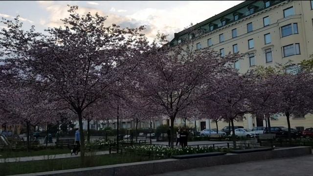 10 мая 2020 цветут цветы в день матери в Хельсинки. смотреть онлайн