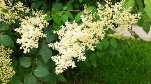 Белая сирень. Эндемик Дальнего востока.