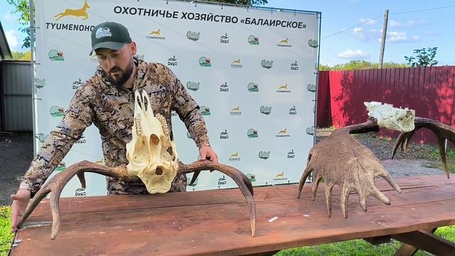 Трофейные рога лося. Инструкция по измерению трофея. смотреть онлайн