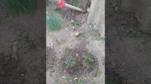 Пересадка чайной розы .
