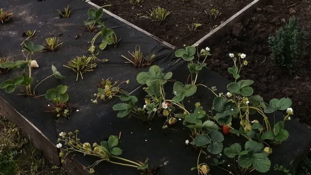 Клубника в сентябре. смотреть онлайн