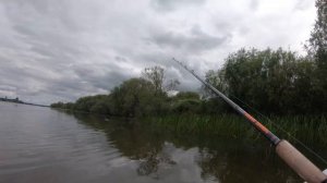 ЛОВЛЯ ЗМЕЕГОЛОВА НА ЛЯГУШКУ . В АВГУСТЕ 2020