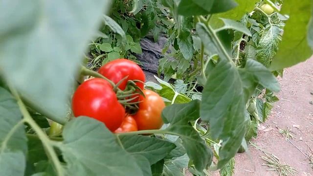 Рабочие моменты в теплице смотреть онлайн