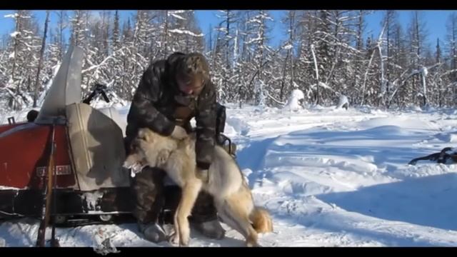 охота на волка смотреть онлайн